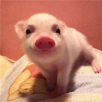 ȫȷ79232555 ֱ¹ڲȾ